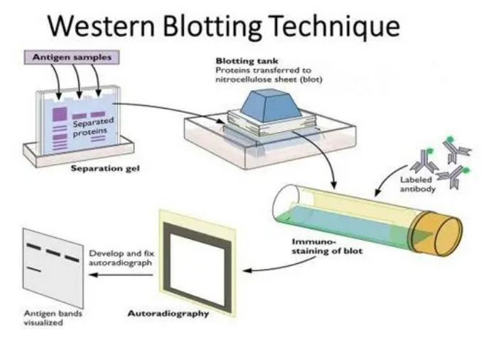 Western blot